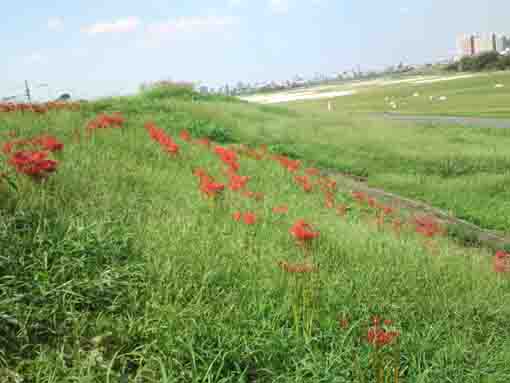 江戸川河川敷グランドとマンジュシャゲの花