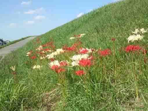赤と白のマンジュシャゲの花