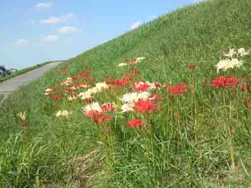 red and white manjshage on Edogawa