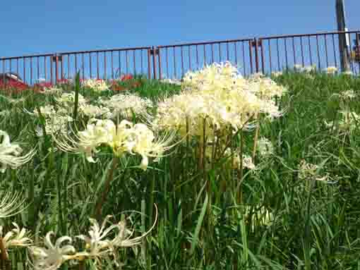 江戸川咲く白い曼珠沙華の花