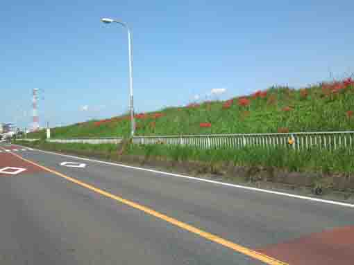 篠崎街道脇に咲く赤い彼岸花
