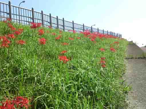 令和２年江戸川病院付近に咲く赤い彼岸花