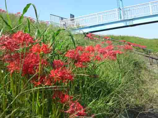 令和２年江戸川の赤いマンジュシャゲの花