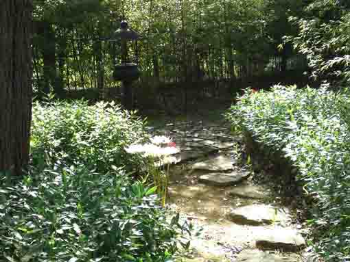 回向院市川別院小径に咲くマンジュシャゲ