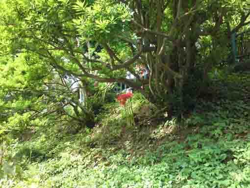  red spider lilies under Hokkedo