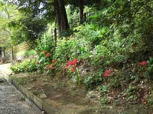  red spider lilies on the approach road