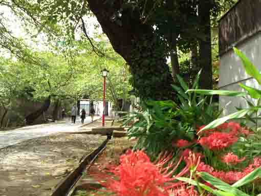  red spider lilies and the gate of Hokekyoji