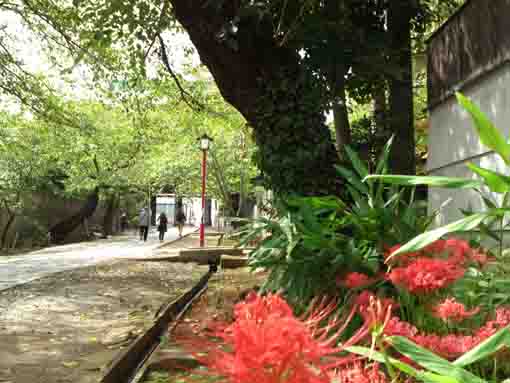 the approach road of Nakayama Hokekyoji