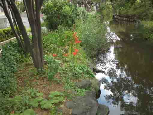 cluster amaryllis blooming on the bank