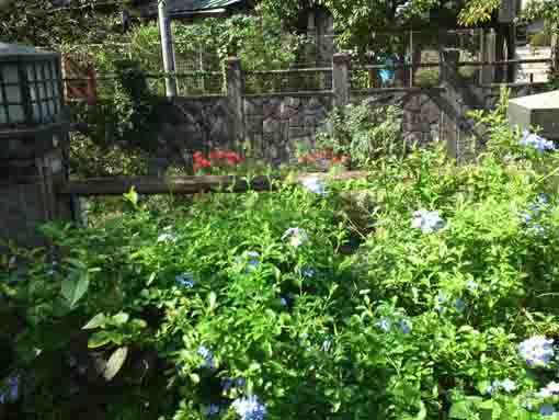 red spider lilies blooming on the bank