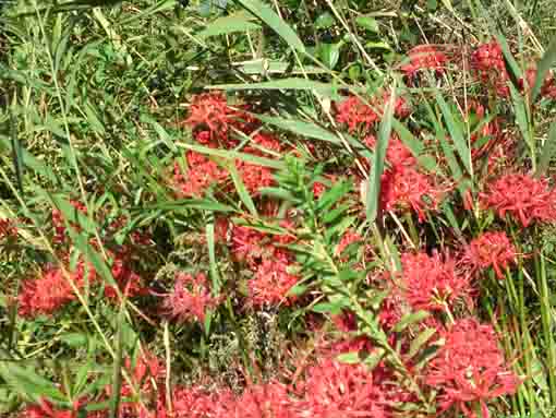 manjushage blooming on Mamagawa