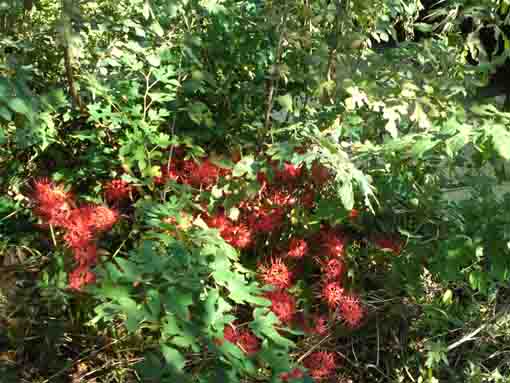 red spider lilies blooming in the grass