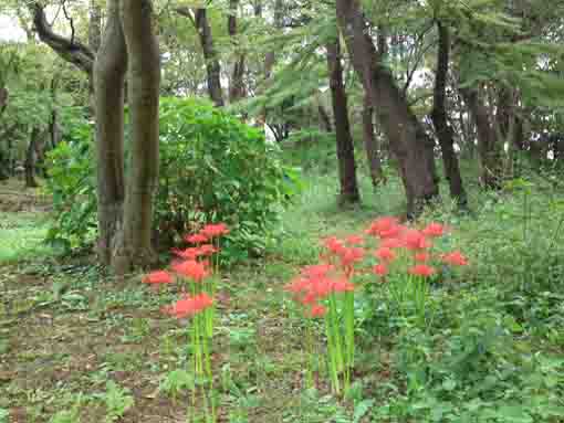 真間山弘法寺紅葉の森のマンジュシャゲ