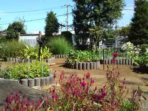 cockscombs blooming in Manyo Garden