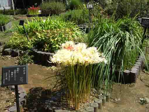 white cluster amarylis in Manyo Garden