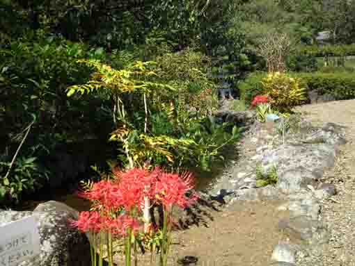 red spider lilies on the water