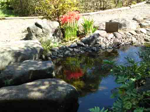 万葉植物園の水に映るマンジュシャゲ