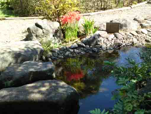 red spider lilies reflecting on the water