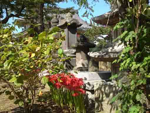 妙行寺石塔とマンジュシャゲ