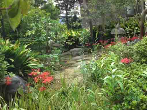 妙音寺坪庭に咲くマンジュシャゲ