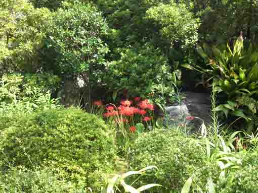 the spider lilies in Myouonji