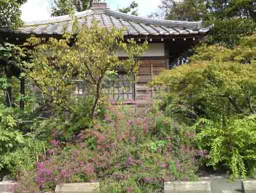bush clovers in Mouonji in Ichinoe
