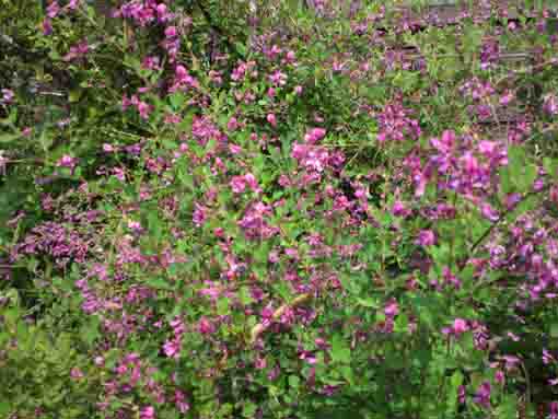 blossoms of bush clovers in Myouonji