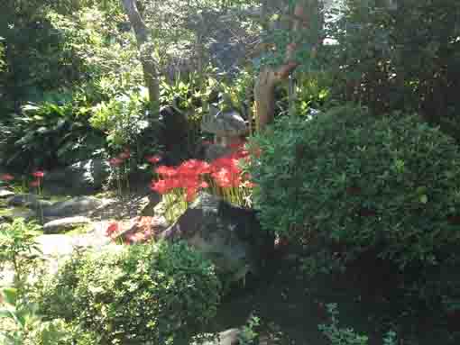 令和２年妙音寺の陽の光に満ちた坪庭
