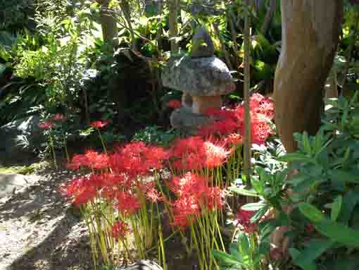 妙音寺に咲くヒガンバナ１