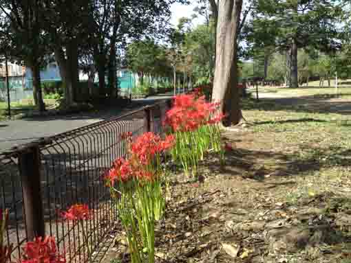 manjushage flowers in Shinozaki Park 1