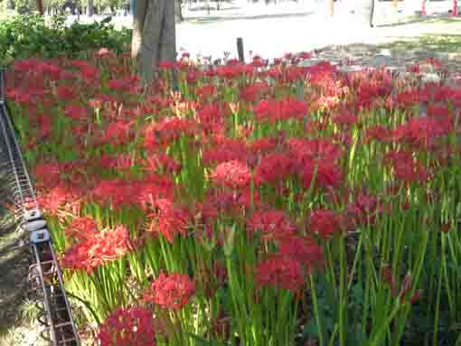 manjushage flowers in Shinozaki Park 4