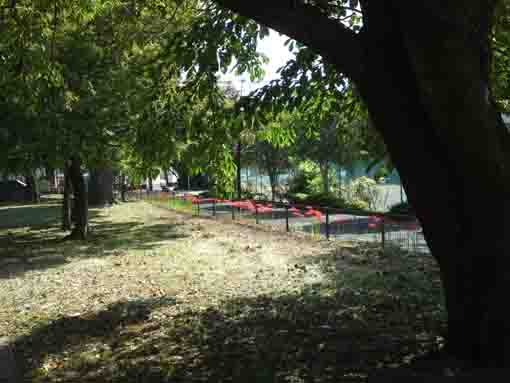 manjushage flowers in Shinozaki Park 2