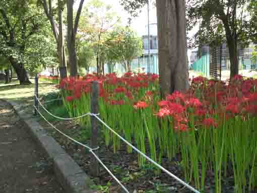 篠崎公園の木の下に咲くマンジュシャゲ