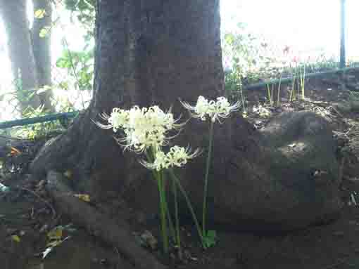 令和２年白幡神社木立に咲く白い彼岸花