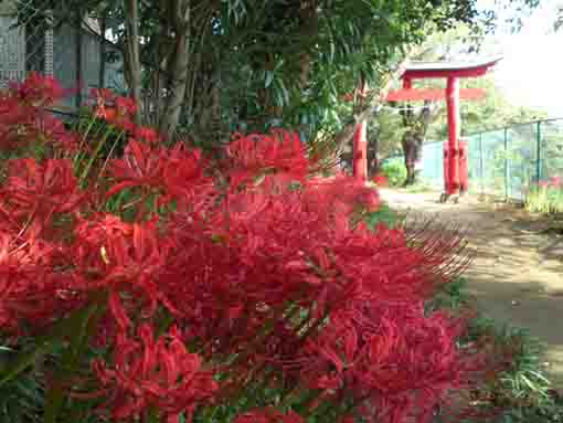 令和２年白幡神社赤い鳥居と赤い彼岸花