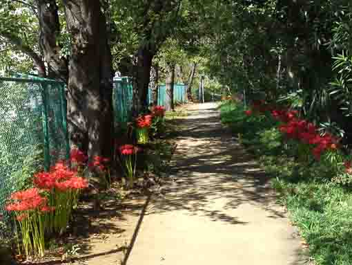 red spider lilies along the approach road