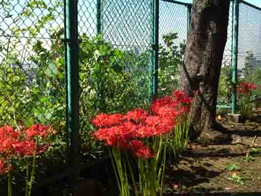 red cluster amarylis on the cliff