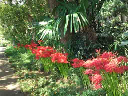red spider lilies blooming along approach