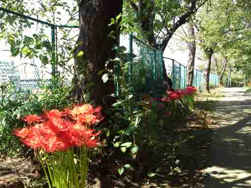 the red spider lilies under cherry trees