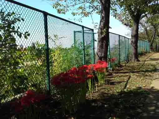 the lined red spider lilies on Shirahata Jinja