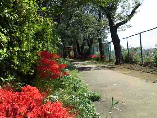 the red spider lilies blooming on Shirahata