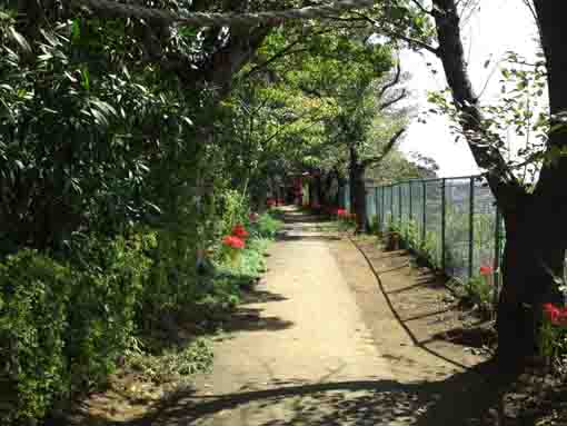 the red gate and the red spider lilies