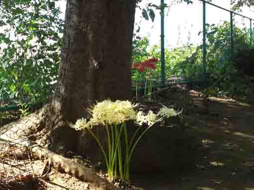 white spider lilies on Shirahata Jinja