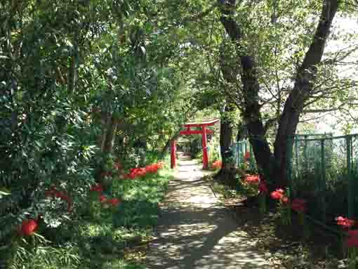 the red gate and the red cluster amaryllis