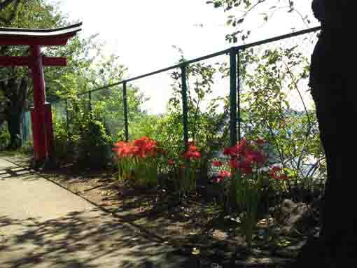 red spider lilies in front of the red gate