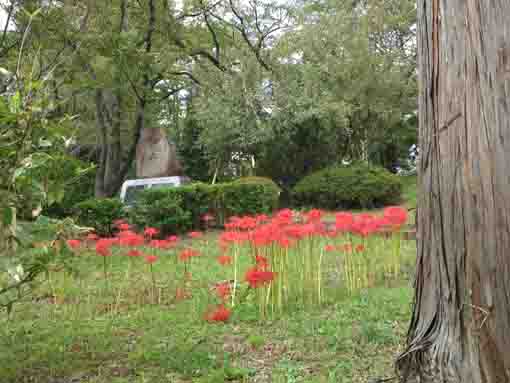 須和田公園に咲くヒガンバナ１