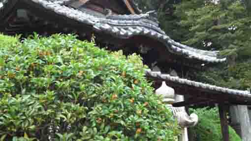 The fragrant olives beside the Ugajin-do