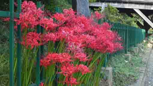 red spider lilies in Hokekyo-ji