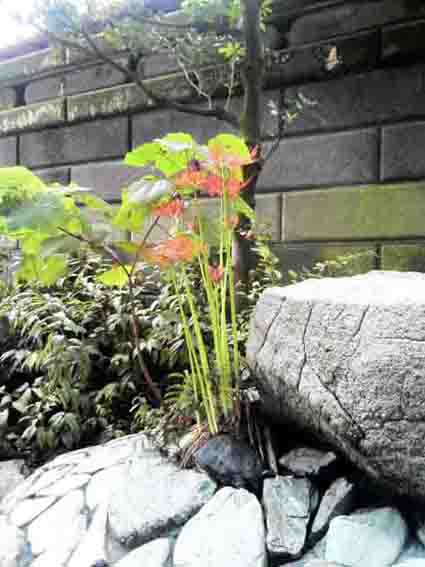 red spider lilies around the niou-mon gate