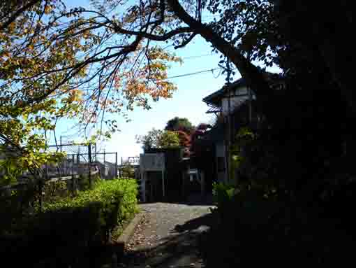 the colored leaves by the entrance gate